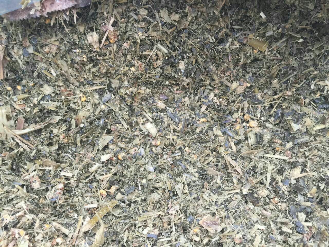 青提在常温下放置几天后出现霉变 青提在常温下放置几天后出现霉变