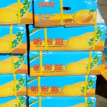 哈密瓜3斤以上椭圆形