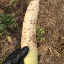 白萝卜