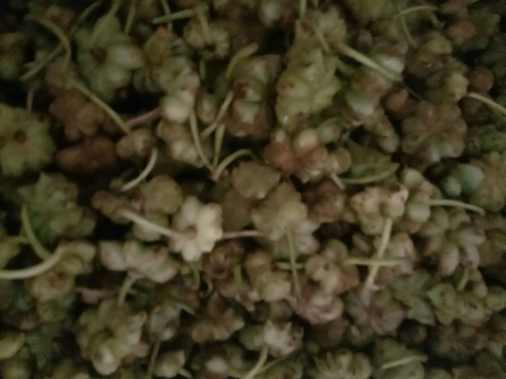 八角与莽草对比图