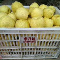 砀山梨300~350g光果