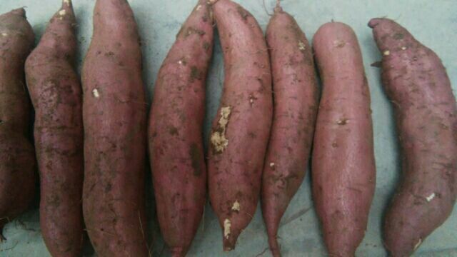 济薯18紫薯切面特写图