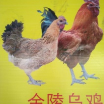 鸡苗60~70克出壳苗