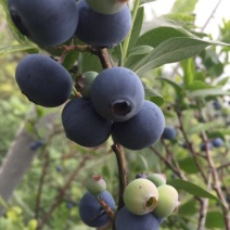 蓝莓