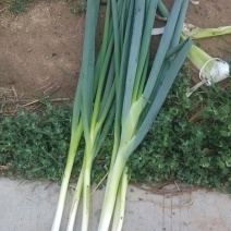 长白大葱40cm以上毛葱2cm左右