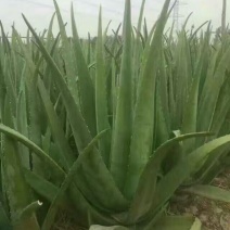 芦荟柱形20cm以上
