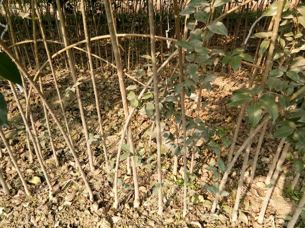 大叶女贞幼苗整齐排列在苗圃中