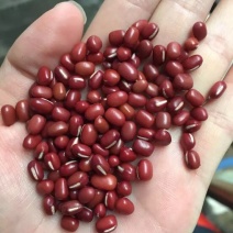 红小豆