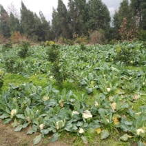 白花菜散装