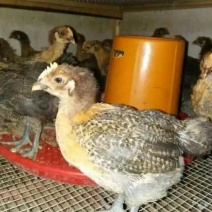 土鸡苗1斤以上