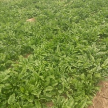 大叶菠菜20~25厘米