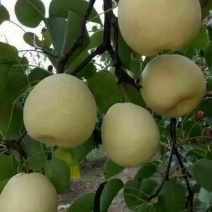 贡梨150~200g纸袋
