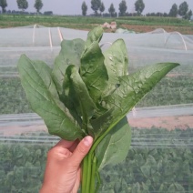 秋菠菜25~30厘米