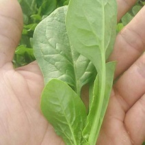 菠菜15~20厘米