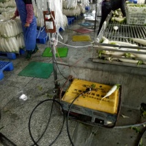 白萝卜1~1.5斤起