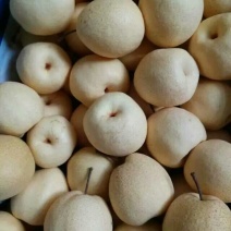 酥梨250~300g纸袋