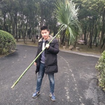 绿竹2~3m
