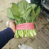 菠菜15~20厘米