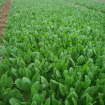 小叶菠菜20~25厘米