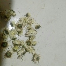 杭白菊散装