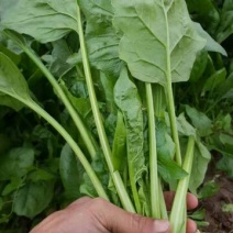 大叶菠菜20~25厘米