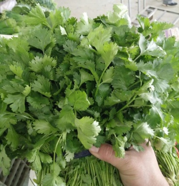 [大叶香菜批发]韩国精品大叶香菜 25～30厘米以上,大量上市.价格0.