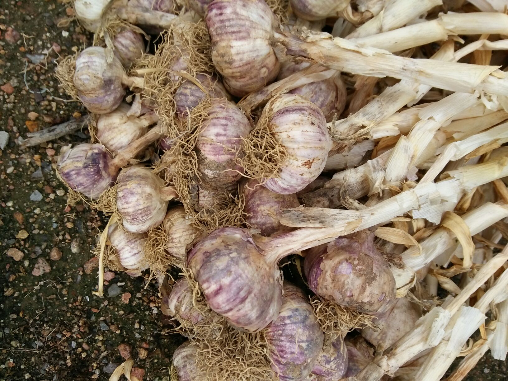 紫皮新蒜现代化分选车间：全自动光学分选机正在运行，传送带上紫皮新蒜高速通过，屏幕实时显示大小、颜色、瑕疵检测数据；工人佩戴手套抽检，背景可见标准化冷库门及‘金乡紫皮新蒜溯源二维码’展板