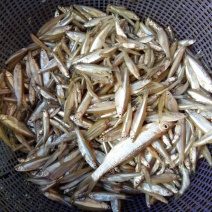 小白鱼