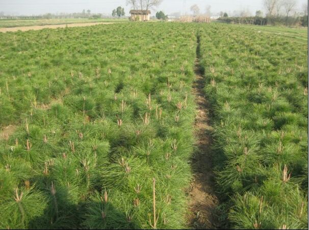 苗圃中正在进行油松条播作业,工人使用手工开沟器在整理好的苗床上划出行距整齐的播种沟,旁边堆放着已处理过的油松种子和细沙混合物,背景可见温室大棚和喷灌设施 油松播种育苗现场图