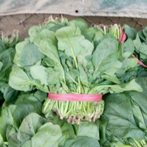大叶菠菜20~25厘米