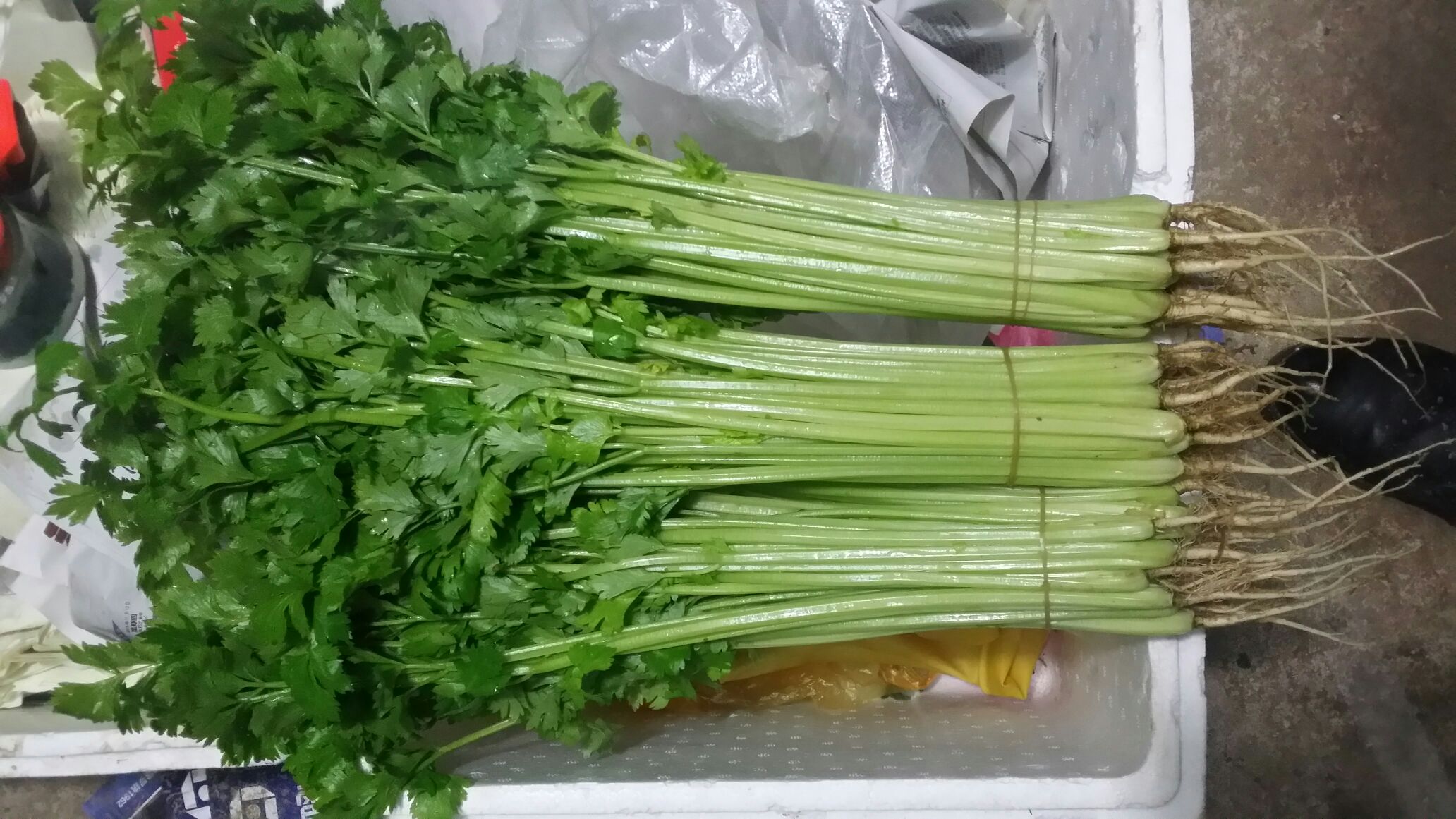 一张信息图表,左侧展示香芹及其营养成分柱状图(碘含量接近零),右侧列出海带、紫菜、碘盐等富碘食物并标注碘含量数值,中间用红色禁止符号连接香芹与‘补碘’标签,传达清晰科学结论 香芹与其他富碘食物对比图示