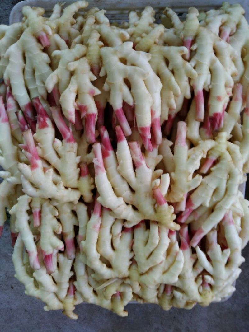 四川仔姜2两以上1千亩基地大量上市欲购从速