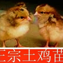 鸡苗1斤以下
