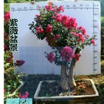 红花紫薇2cm以下0.5米以下1米以下