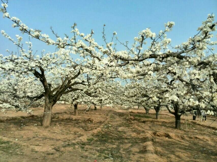 春季时节,成片的鸭梨树盛开洁白的花朵,枝条繁茂,花团锦簇,预示着丰收季节的到来,背景为华北平原典型的农田地貌 鸭梨树开花景象