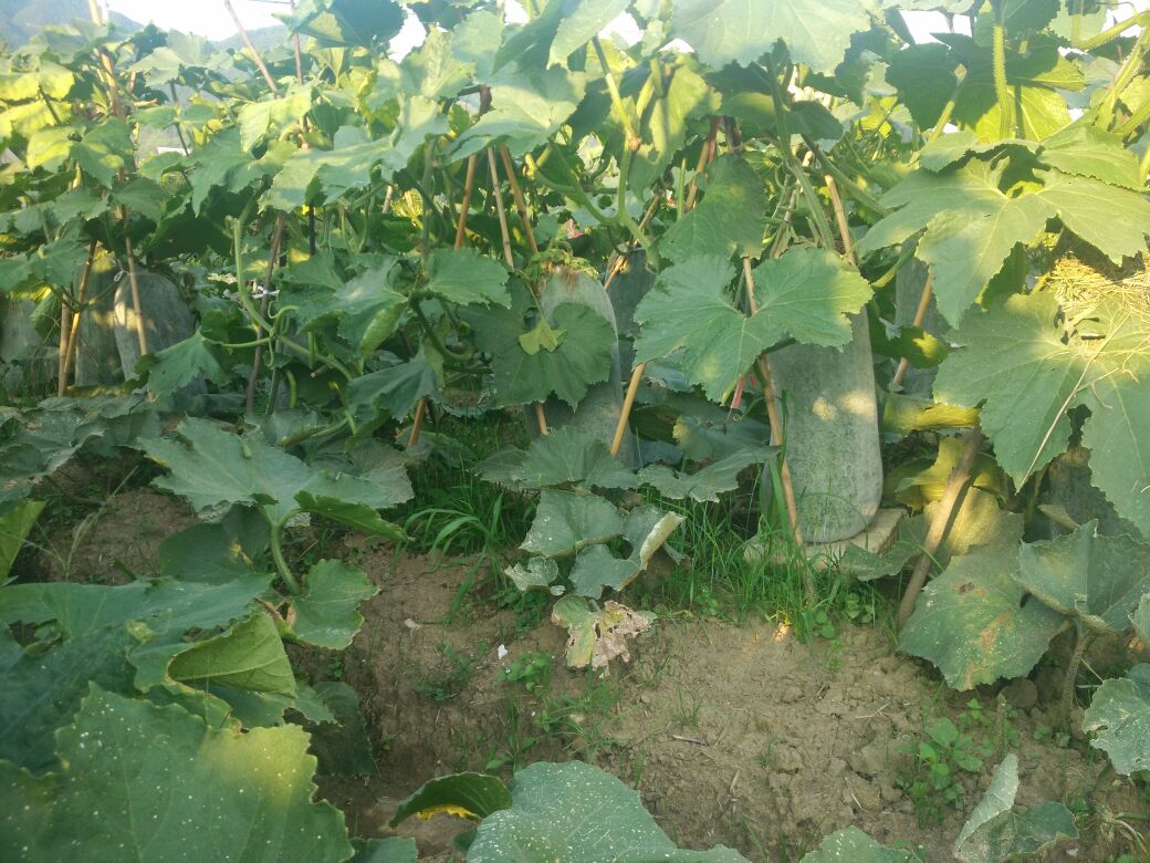巨型白皮冬瓜在田间茁壮成长,藤蔓缠绕,果实硕大洁白 巨型冬瓜田间生长图