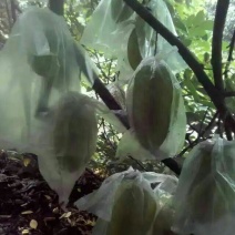 小果甜杨桃4~5两
