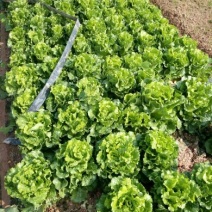 玻璃生菜