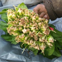 越冬菠菜30~35厘米