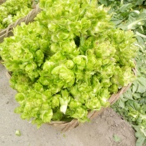 儿菜5两以上