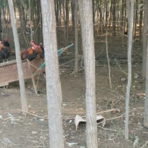 小叶榆树6~8cm8~10cm3.5~4m