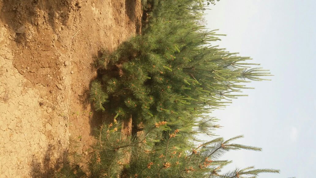 油松幼苗种植场景