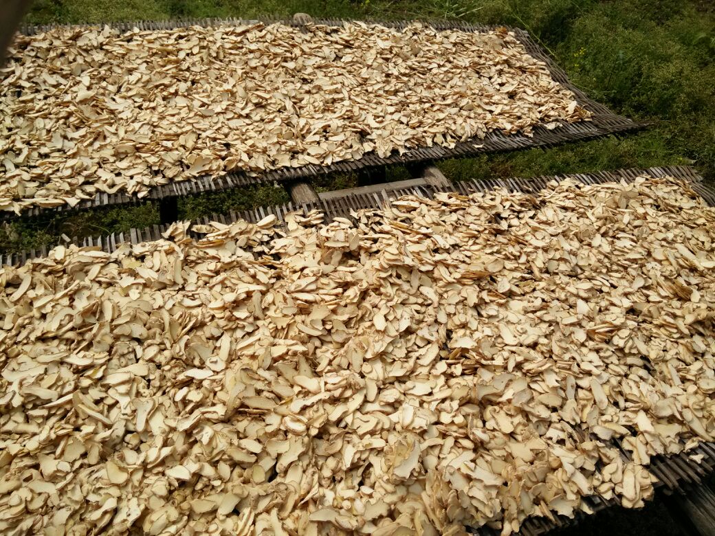 非遗传承人手工麸炒场景:铁锅内铺匀麦麸,文火加热至冒青烟,投入干姜母片翻炒至表面呈均匀米黄色,全程控温140–150℃,炒制时间8–10分钟,背景可见‘福建省道地药材GAP基地’标识牌 传统麸炒姜母工艺实景图