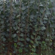 木槿6~8cm4~6cm1.5~2米
