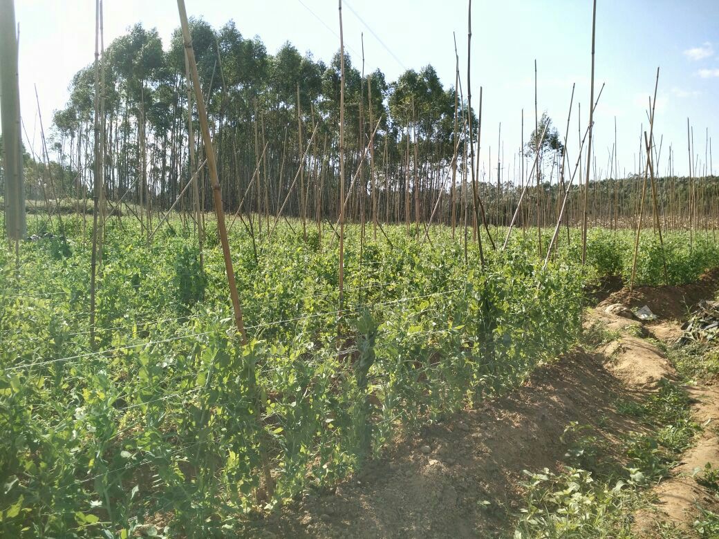 荷兰豆搭架种植示意图,展示植株在竹竿支撑下向上生长的状态 荷兰豆搭架种植