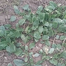 大叶菠菜15~20厘米