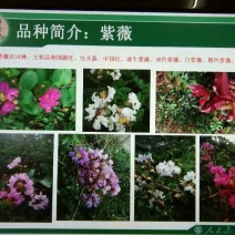 紫薇2~4cm2.5~3米1米以下