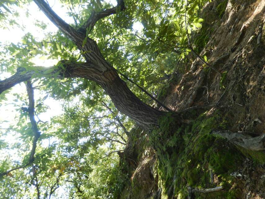 鲁山县野生小锥栗林自然生长环境