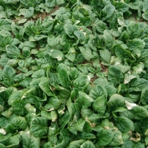 大叶菠菜10~15厘米