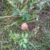 红蘑菇特级4cm